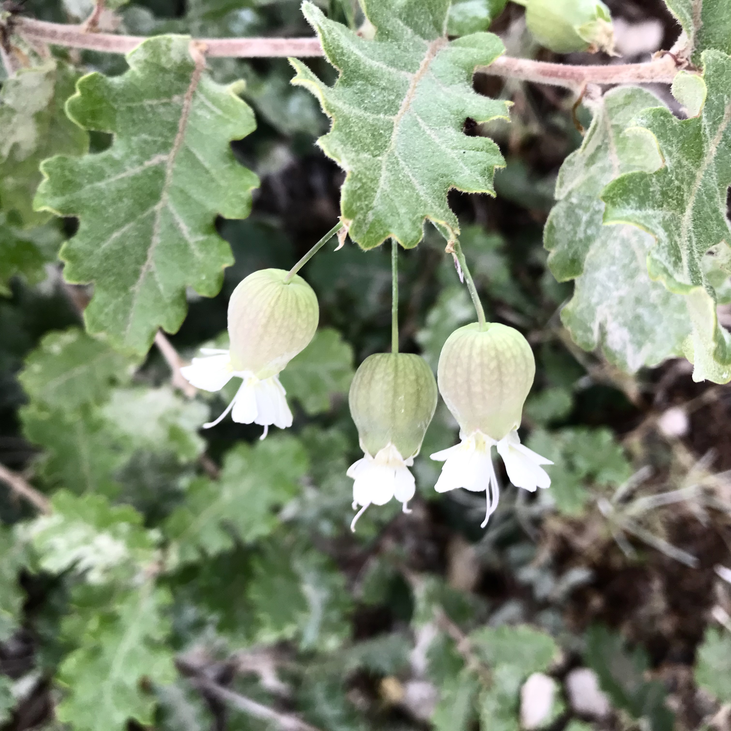 MaiTai's Picture Book