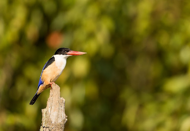 Taken at Bhitarkanika National Park.