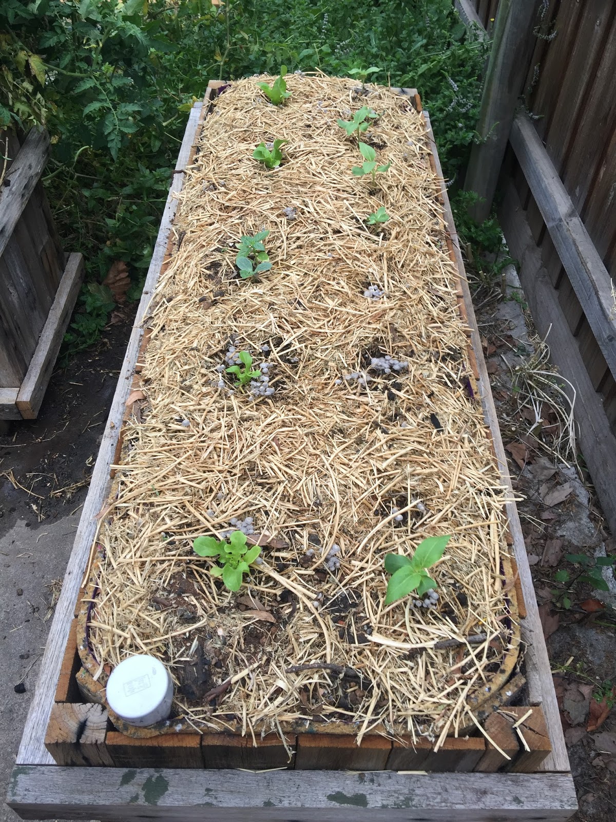 Nedly on his Treadly Wicking Bed Construction