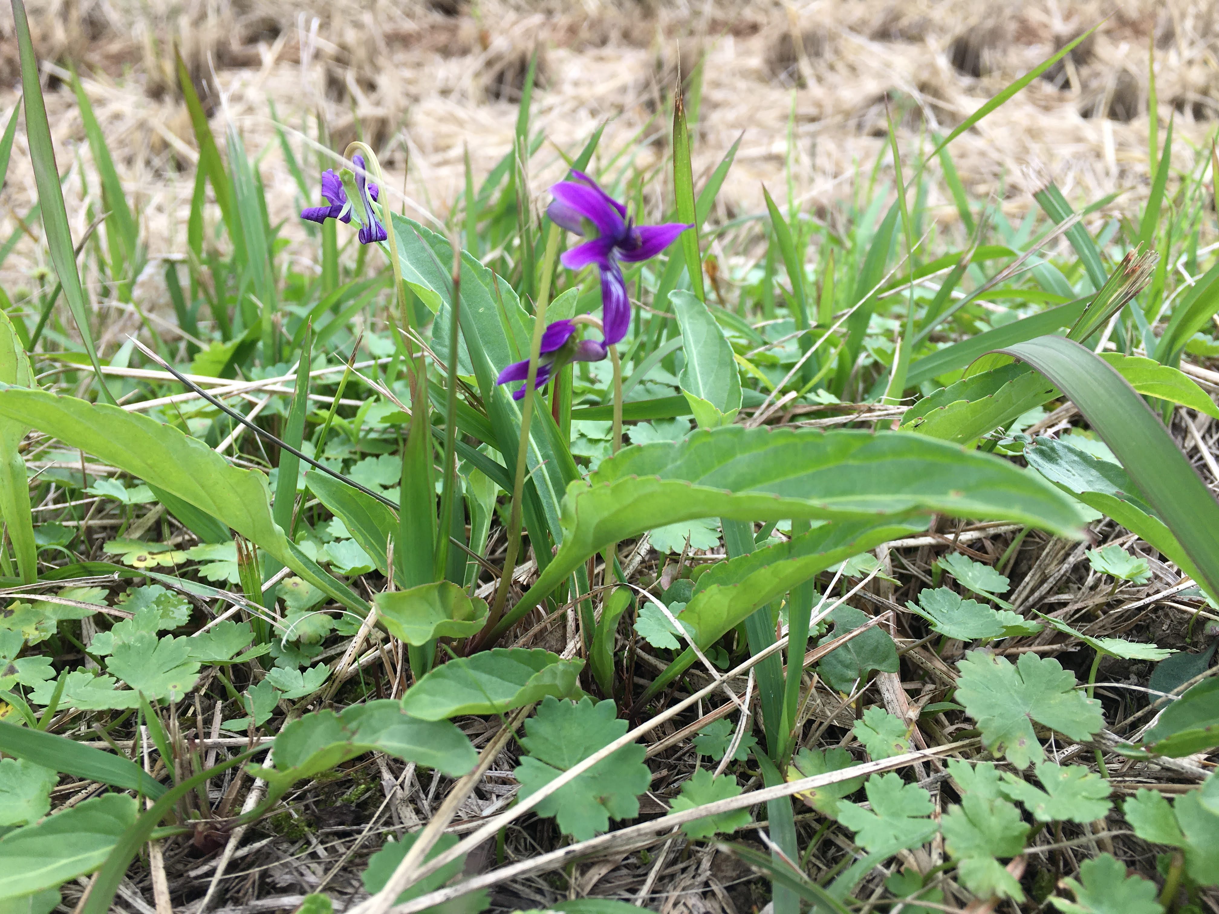 チョロケン村 Viola yedoensis