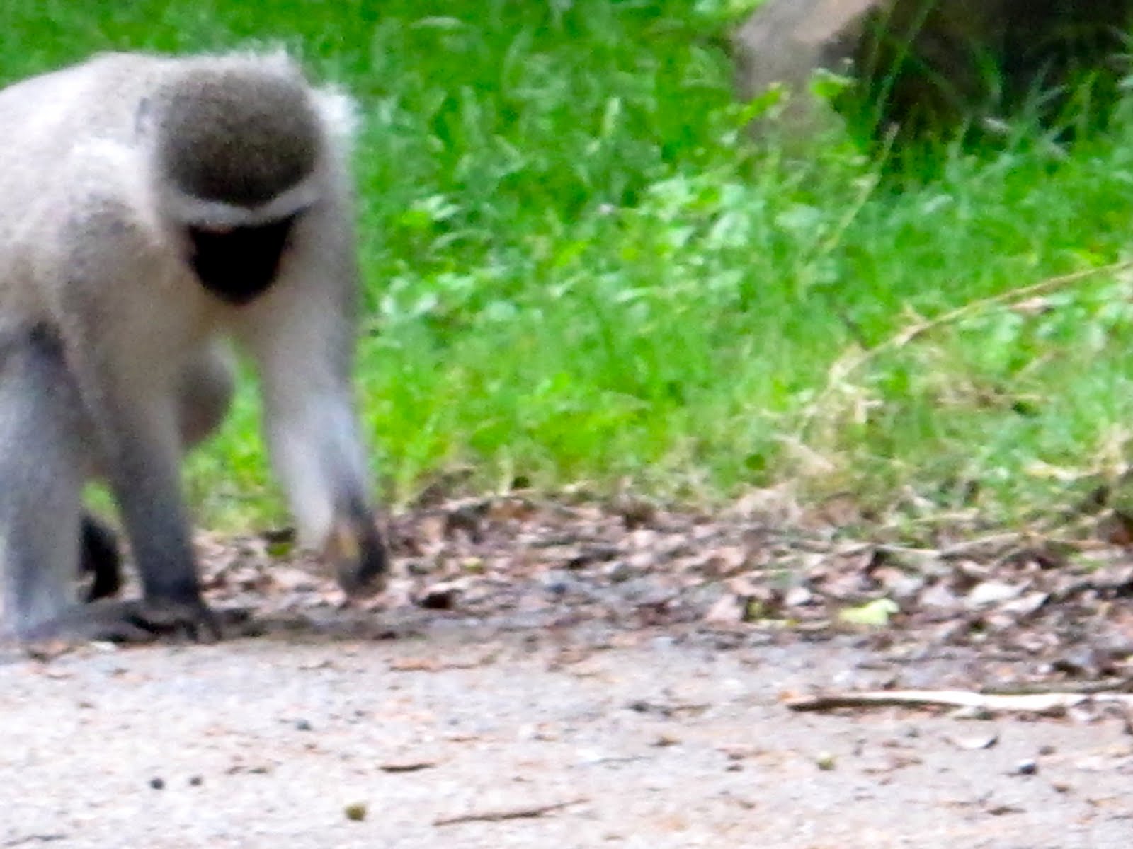 Adventure Is Out There!: The Spiders Keep to Themselves... The Monkeys