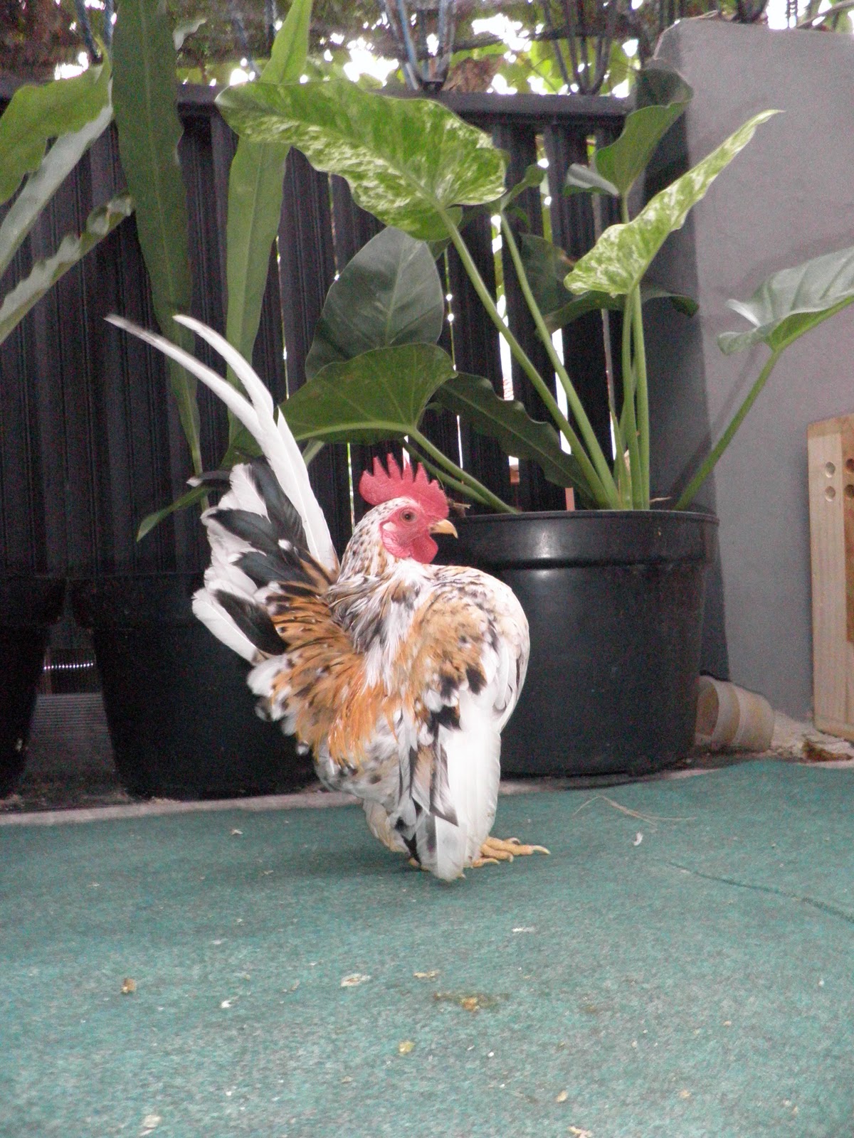 KARTIKA SERAMA FARM: Arti Penting Kandang/Rebah Bagi Serama