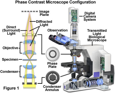 The Study of Microbial Structure: Microscopy and Specimen Preparation ...