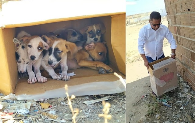 Filhotes de cachorro abandonados dentro de caixa são resgatados em Santa Cruz do Capibaribe