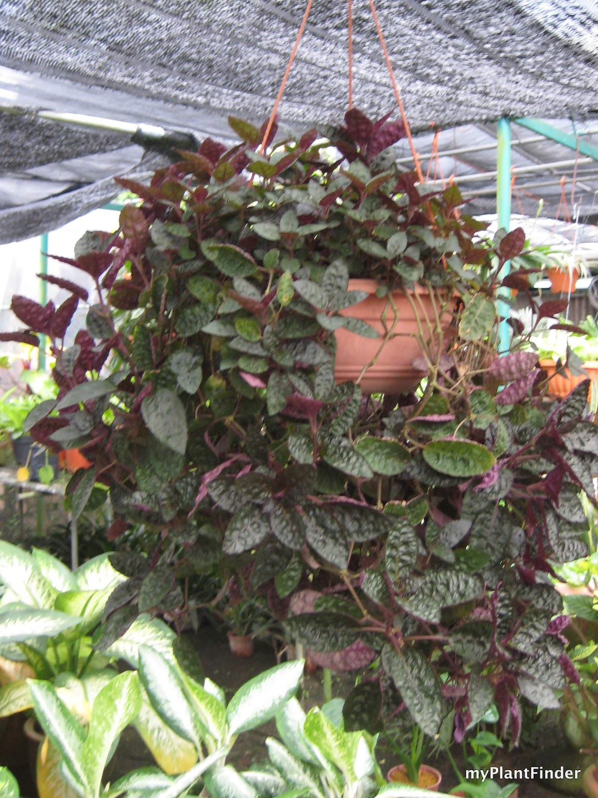 purple waffle plant