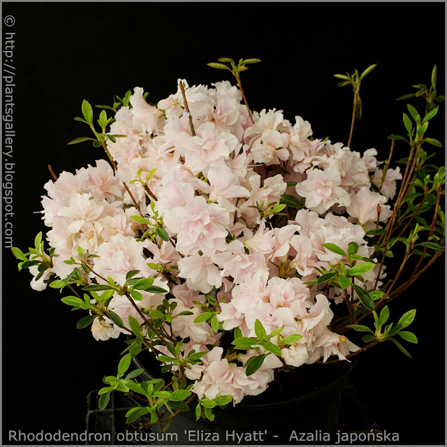 Rhododendron obtusum 'Eliza Hyatt' -  Azalia japońska  'Eliza Hyatt'
