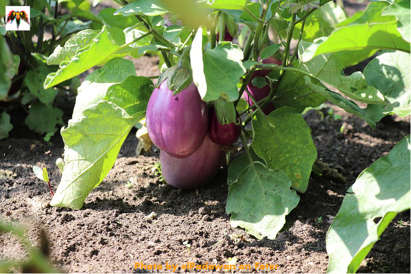 PROPIEDADES DE LAS BERENJENAS الخصائص الغذائيّة للباذنجان PROPERTIES OF EGGPLANTS Fénix