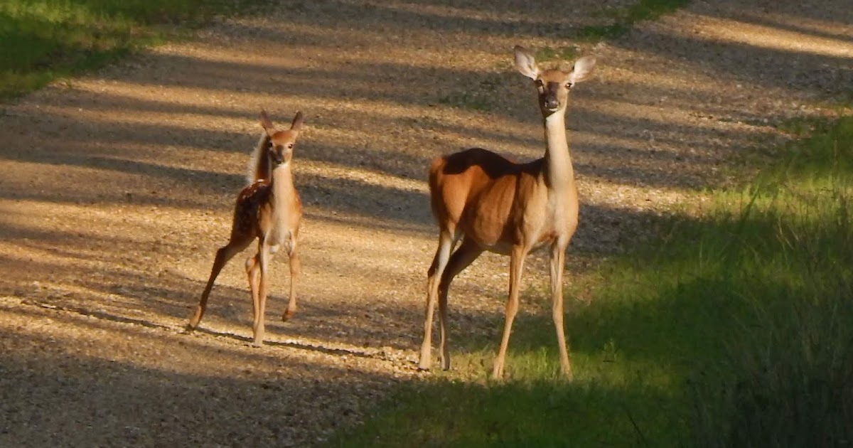 Central Louisiana Birding & Wildlife National Catahoula Wildlife