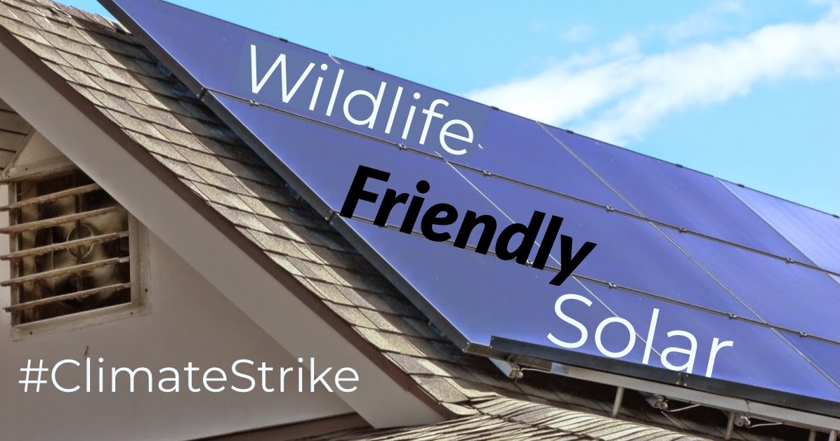 Covid 19 Recommendations And Update Girl Scout Blog