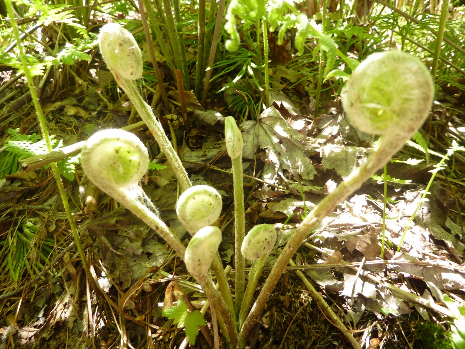 Triangle Flora Fiddleheads of the Cinnamon Fern