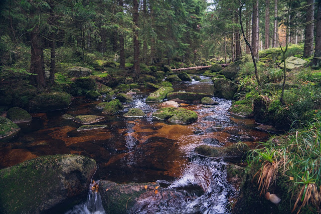 Herbstwanderung im Harz | Torfhaus – Eckerstausee – Bad Harzburg 12