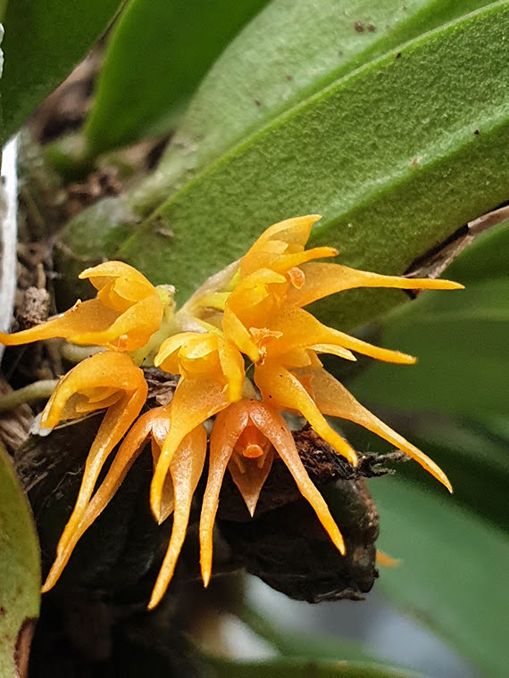 Bulbophyllum sutepense