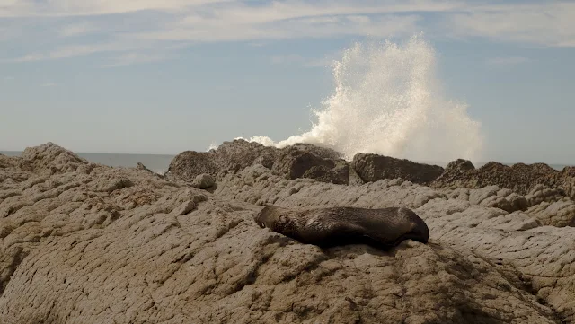 Seal and a crashing wave spotted in Kaikoura on a 2 week road trip in New Zealand