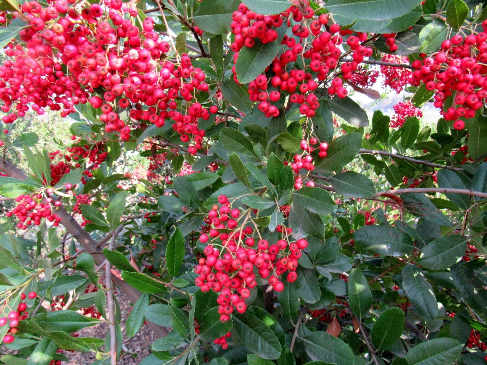 Christmas Berry 