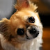 15 Reasons Why Chihuahuas Are The Worst Dogs To Live With