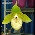 Lan hài giáp - Paphiopedilum malipoense - vườn lan Duy Dương