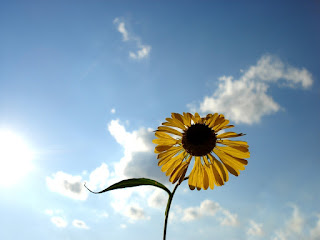 Photo of sunflower by Jasmaine Mathews