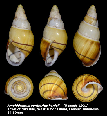 Amphidromus contrarius hanieli 34.69mm