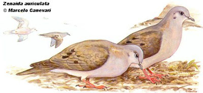 eared dove