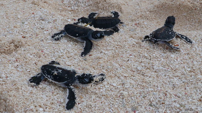 Newly hatched baby sea turtles