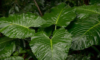 Hoja de alocasia