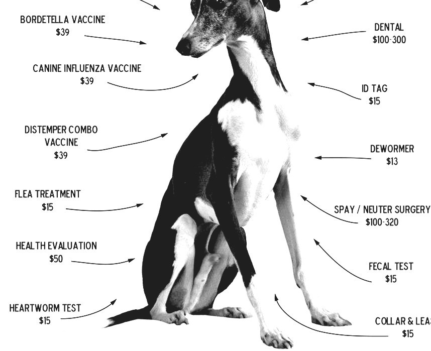 Greyhound Adoption Greyhound Dog Rescue