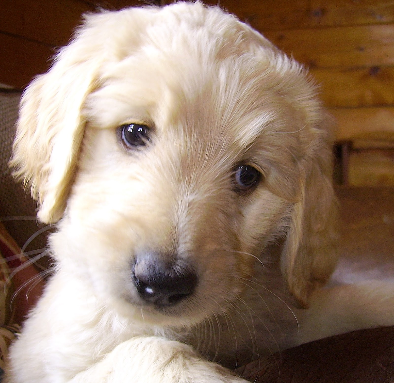 GOLDENDOODLES OF COLORADO: Goldendoodle Puppies Ready July ...