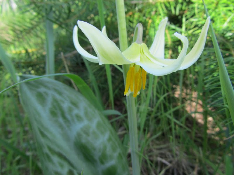 Four Hills of Squash It�s Lamb�s Tongue Showtime