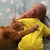 Kucing Urut Punggung Bayi Sampai Terlelap