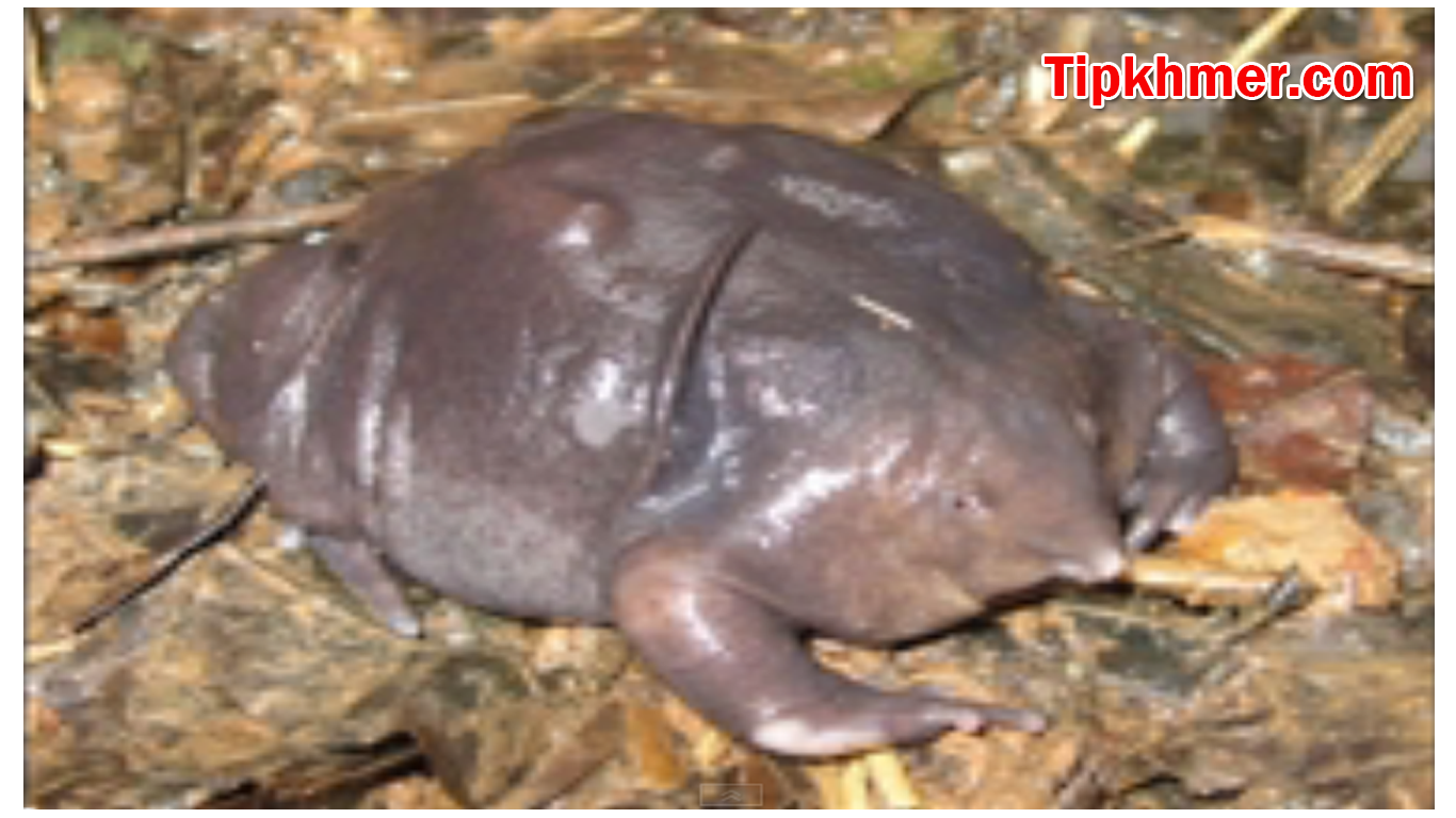 Tipkhmer1 World Most Unusual Weirdest Rarest Animals Creatures tipkhmer1-world-most-unusual-weirdest-rarest-animals-creatures