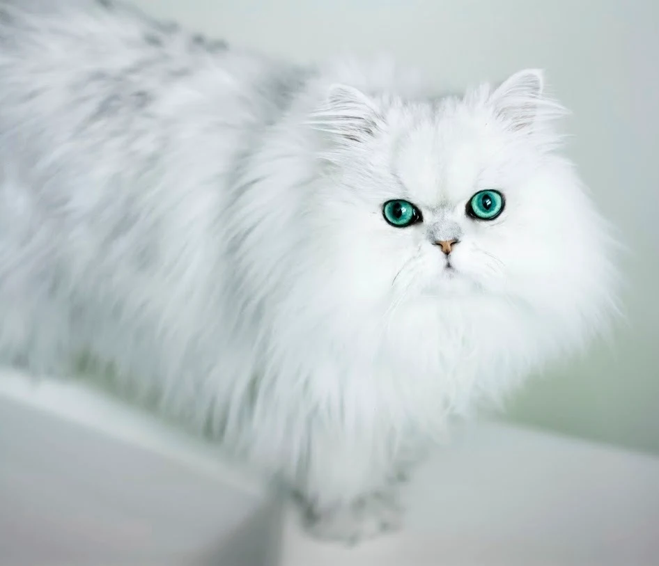 Gorgeous Chinchilla Silver Persian Wallpaper for Mobile