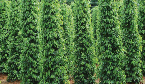 Vườn tiêu Khu Tượng nổi tiếng Phú Quốc