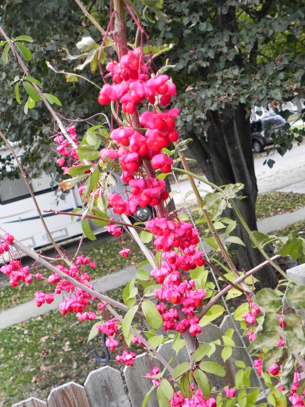 Hardin County Keepsakes wall hanging/Wahoo plant