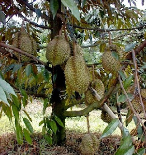 cara menanam durian musang king yang mudah dan sederhana cara menanam durian musang king yang mudah dan sederhana