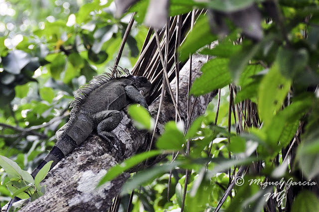 Iguana