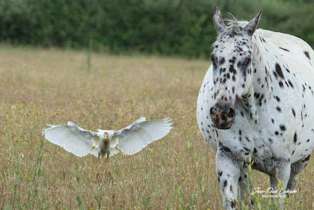 cette-photographie-appartient-a-jean-paul-lahache