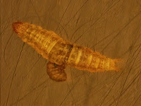 Microplitis plutellae wasp larva emerging from its host, a Diamondback Moth caterpillar. Photo by Adamo Young, reproduced from his research article with permission.