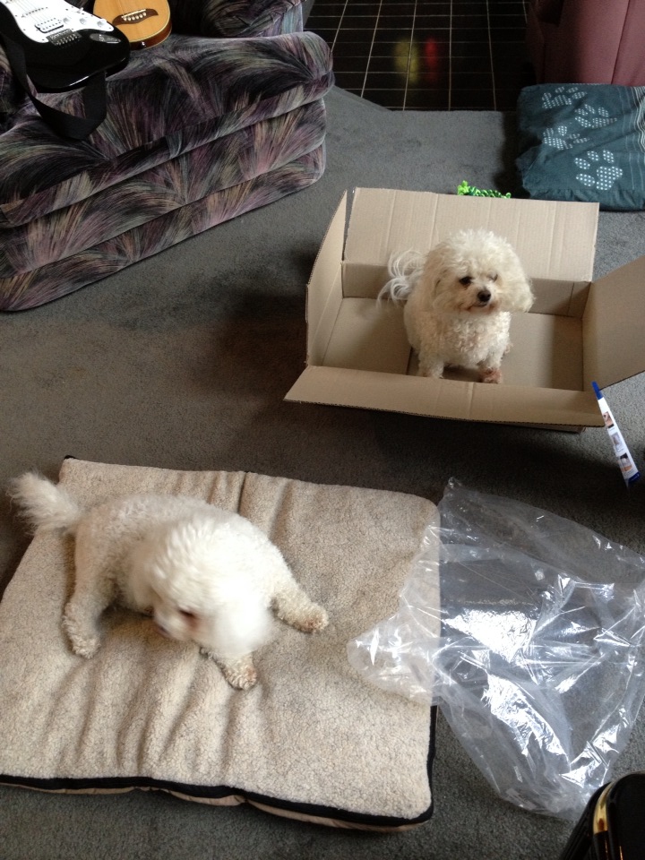 bichonpawz Wash N Zip Pet Bed Review!