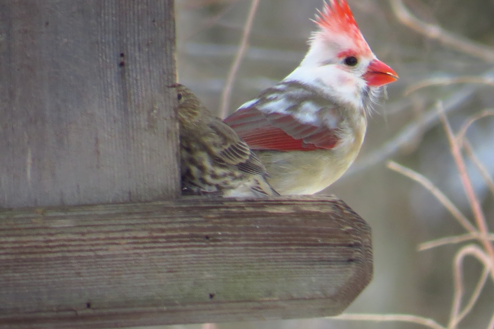 Springfield Plateau Leucistic Cardinal