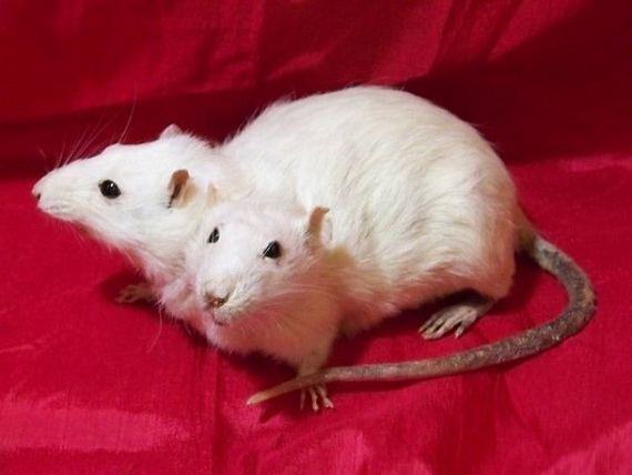 Animal 2 Animal 2