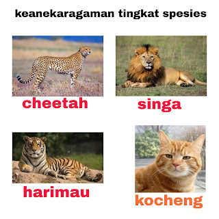 BAB 4 KEANEKARAGAMAN HAYATI (Gen, Jenis/Spesies, Ekosistem) - Siswa Biologi