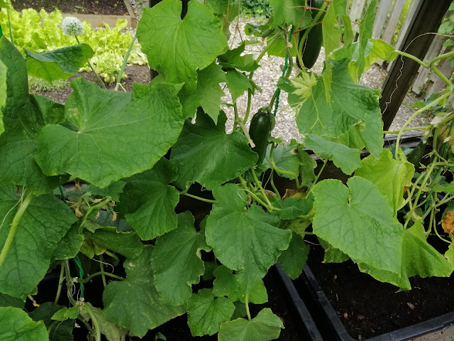 Mormors blog: Als je me moet hebben? Ik ben in de tuin!