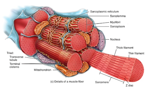Skeletal Muscle Arrangement