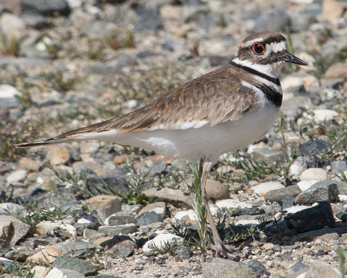 Killdeer Rocklin Wildlife