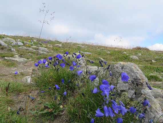 Dzwonek drobny (Campanula cochleariifolia Lam.) dzwonek
