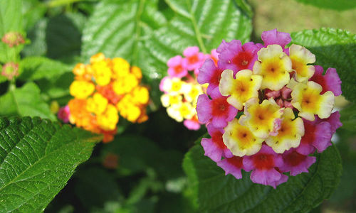 candytuft-flower-3.jpg