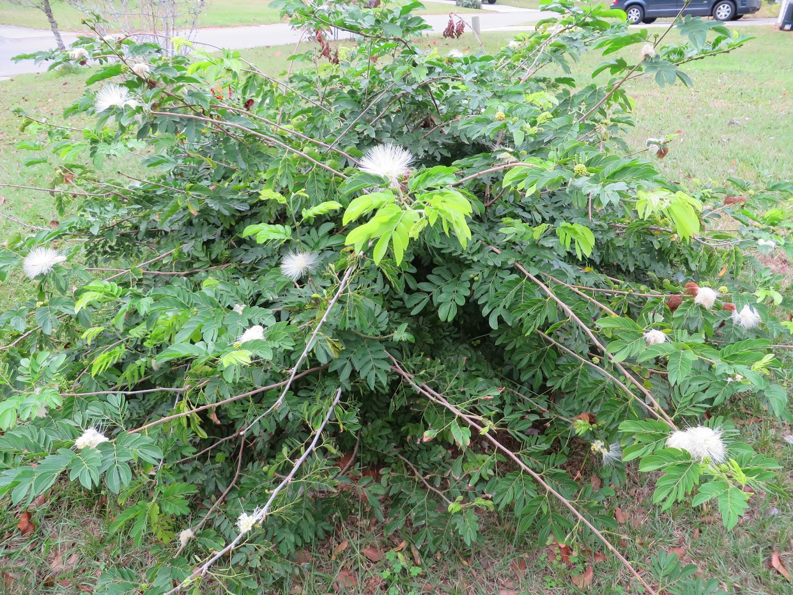 CLFFG/ Tami's Virtual Assistance Corner March 2014