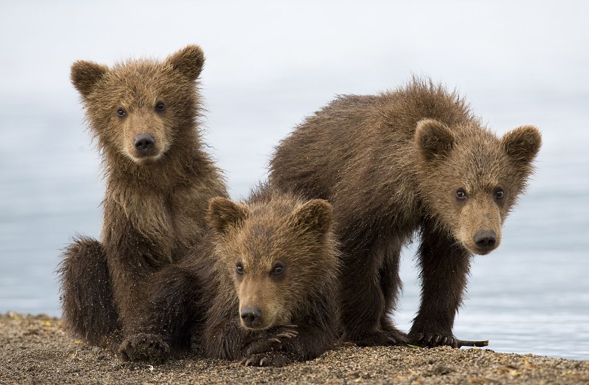 Фотографии 3 медведей. Медведь в дикой природе. Три медвежонка. Медвежата фото. Медведь косолапый.