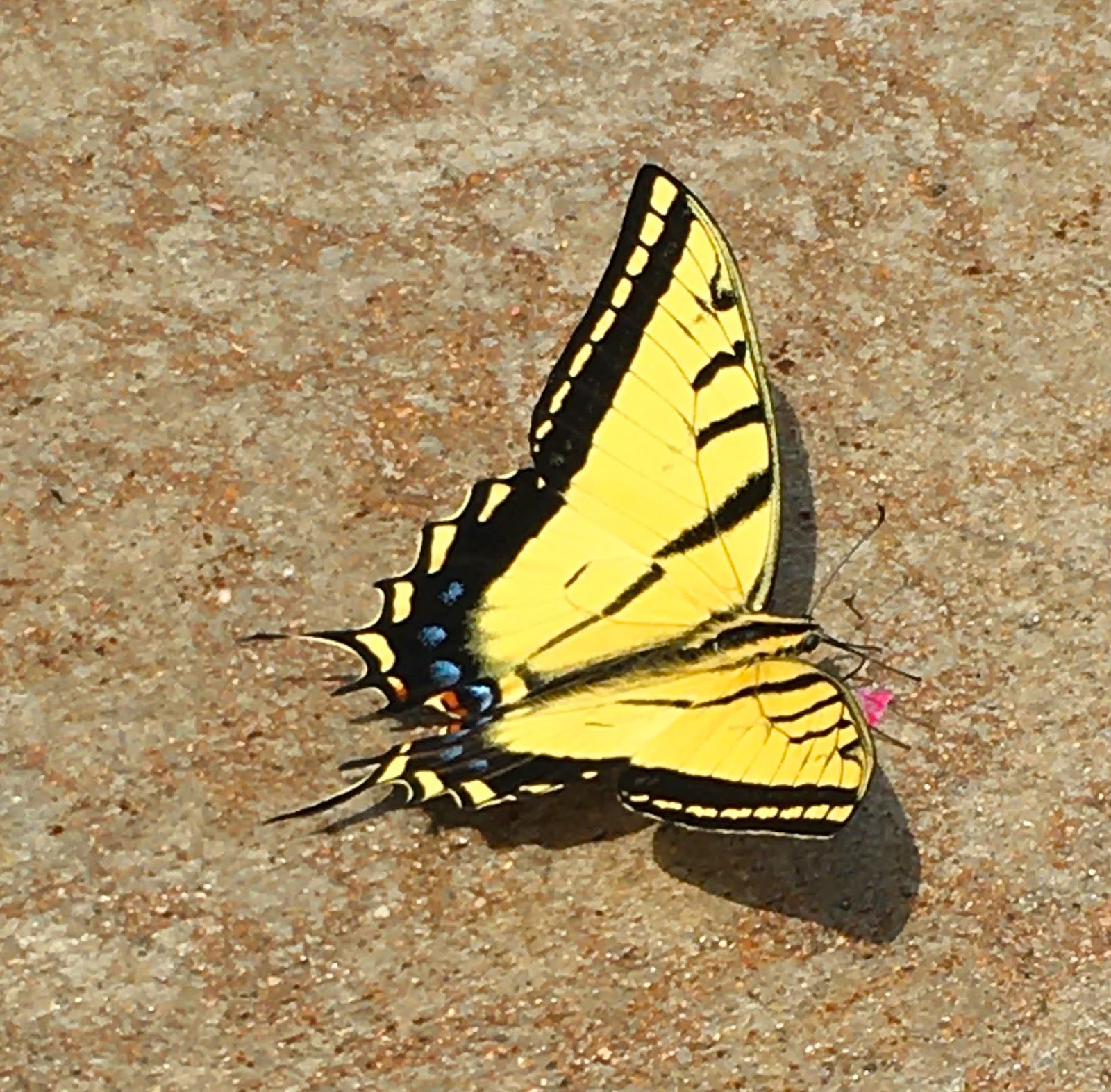 Restless native Colorado butterflies inhabit local gardens