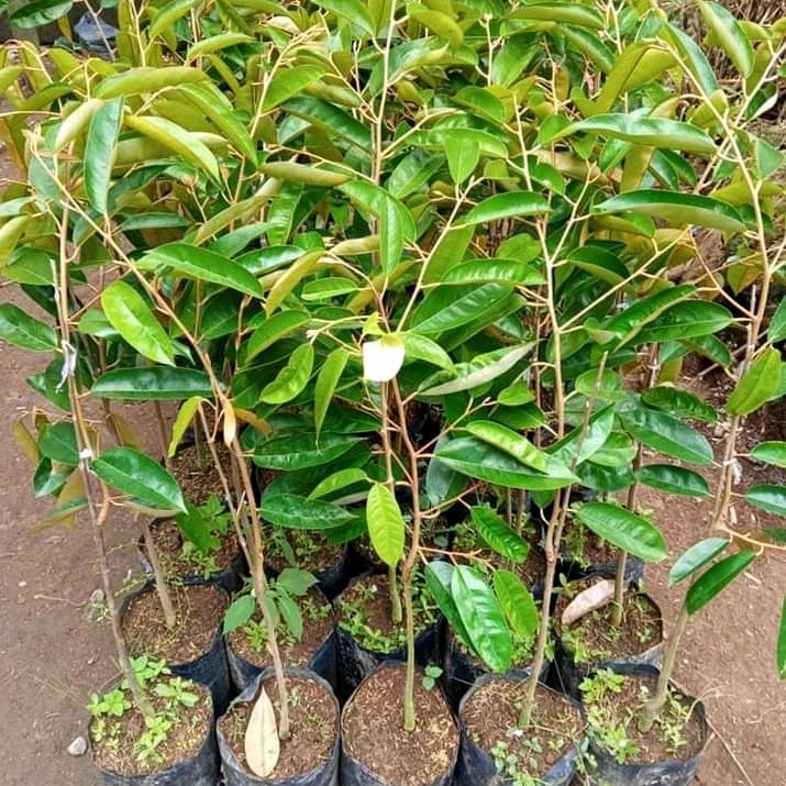 bibit pohon durian namlung kualitas unggul Ma'u